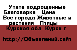 Утята подрощенные Благоварка › Цена ­ 100 - Все города Животные и растения » Птицы   . Курская обл.,Курск г.